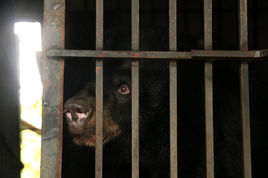 Vĩnh Phúc: Cứu hộ hai cá thể gấu ngựa 20 năm bị nuôi nhốt