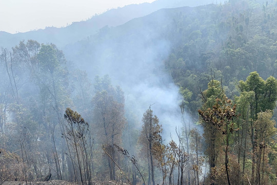 Nhiều diện tích rừng Cà Mau ở cấp báo cháy cao nhất