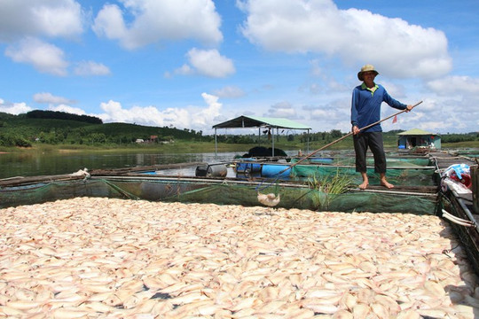 Hơn 26 tấn cá chết trắng sau mưa bão tại Kon Tum