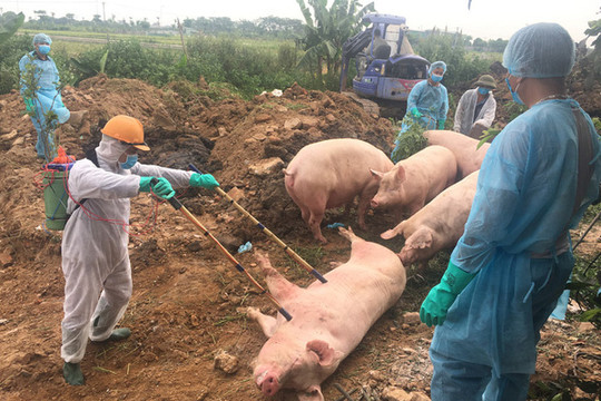 Liên tiếp phát hiện ổ dịch tả lợn châu Phi tại Bình Phước