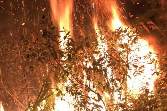 Hà Nội: Cháy lớn khu rừng trồng ở huyện Sóc Sơn
