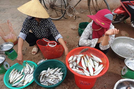 Nghệ An: Vụ cá chết ở xã Nghi Thiết, chất lượng nước biển không có dấu hiệu bất thường