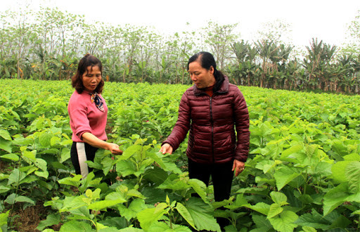 Yên Bái: Phát triển nghề trồng dâu, nuôi tằm