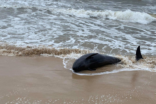 Quảng Nam: Cá voi nặng gần 200kg trôi dạt vào bờ biển Duy Xuyên