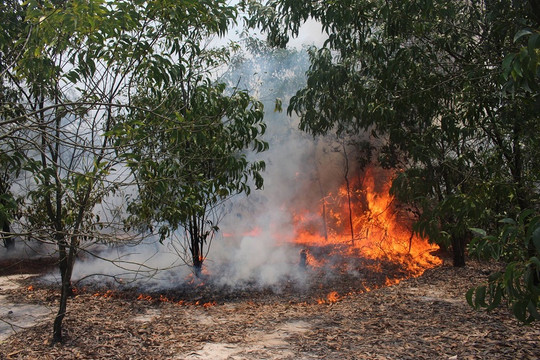 Cháy dữ dội rừng phòng hộ ven biển ở Quảng Nam