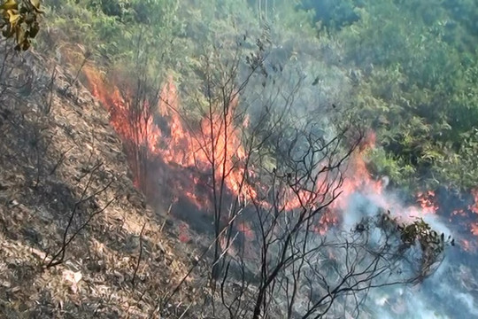 Đà Nẵng đối diện nguy cơ cháy rừng diện rộng do nắng nóng kéo dài
