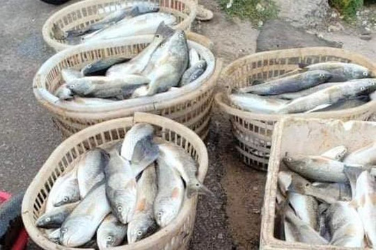 Thanh Hóa: Hàng chục tấn cá lồng chết bất thường trên sông Lạch Bạng