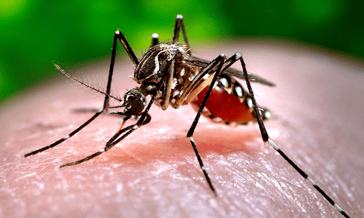 [Infographic] Những nơi trú ngụ của muỗi vằn gây sốt xuất huyết