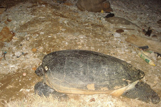 Quảng Trị: Thả rùa biển nặng 50kg về với tự nhiên