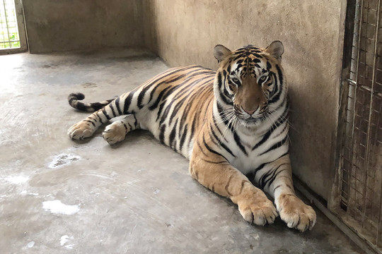 Vườn thú Hà Nội sẽ nhận nuôi 8 con hổ giải cứu ở Nghệ An