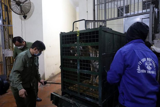 Vườn thú Hà Nội đã tiếp nhận 8 con hổ được giải cứu ở Nghệ An