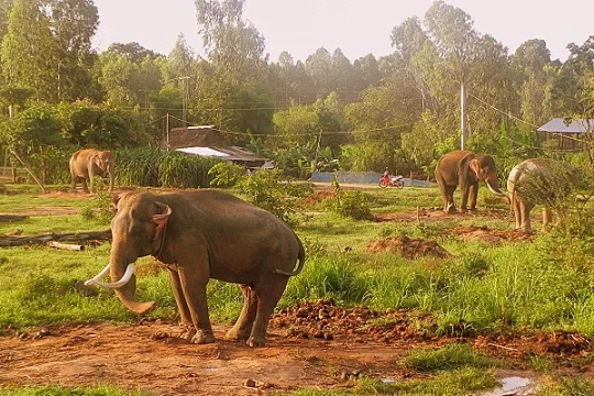 Điều chỉnh Đề án bảo tồn voi Việt Nam