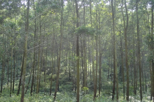 Bắc Giang đẩy mạnh trồng rừng gỗ lớn