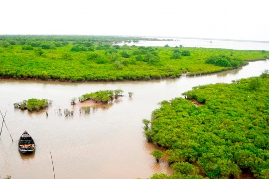 Gần 4,4 triệu USD phục hồi rừng ngập mặn