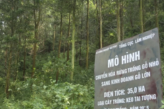 Bắc Giang: Yêu cầu tăng cường công tác quản lý bảo vệ rừng trên toàn tỉnh