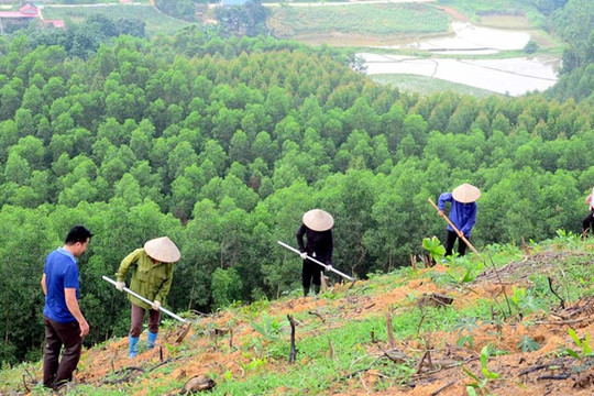 Bắc Giang: Trồng 6,5 nghìn ha rừng tập trung trong 6 tháng đầu năm