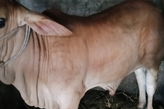 Nghệ An: Xuất hiện bệnh viêm da nổi cục ở trâu bò