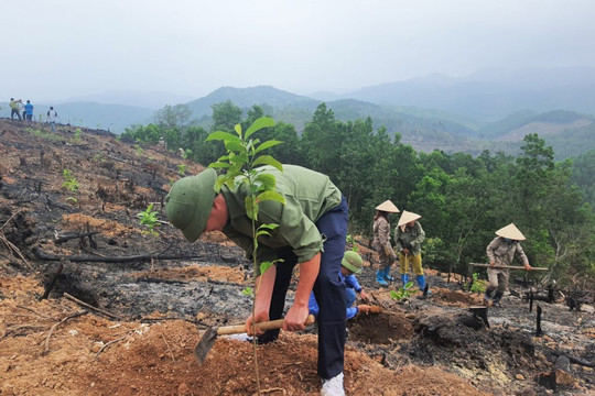 Quảng Ninh: Trồng 1.386ha rừng lim, giổi, lát trong 6 tháng đầu năm