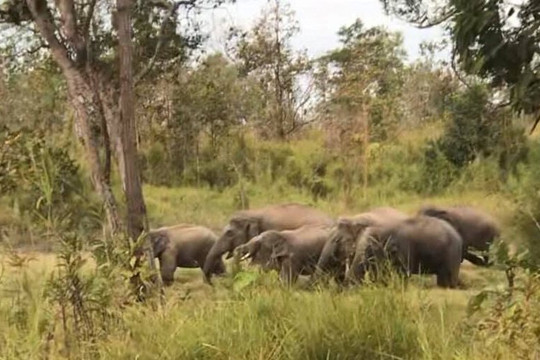 Gắn định vị GPS giám sát voi hoang dã tại Đắk Lắk là rất cần thiết