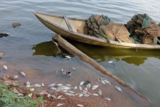 Quảng Ngãi: Tìm ra nguyên nhân cá rô phi chết bất thường ở sông Châu Me Đông
