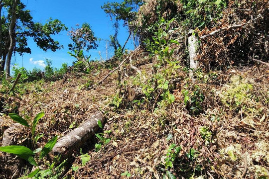 Bình Định: Hơn 11ha rừng bị xâm hại ở huyện Phù Mỹ