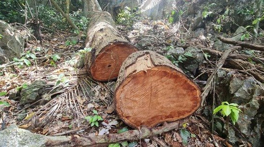 Quảng Bình: Thành lập tổ liên ngành làm rõ vụ phá rừng phòng hộ Trường Sơn