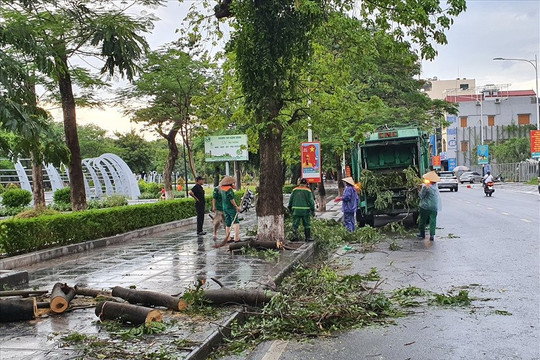 Hải Phòng: Ảnh hưởng bão số 1, hàng loạt cây xanh bị gẫy đổ 