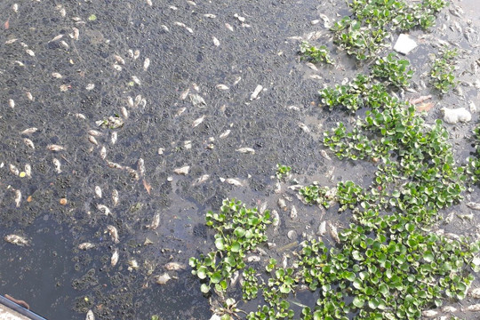 Đà Nẵng: Nắng nóng kéo dài, cá chết hàng loạt gây ô nhiễm môi trường