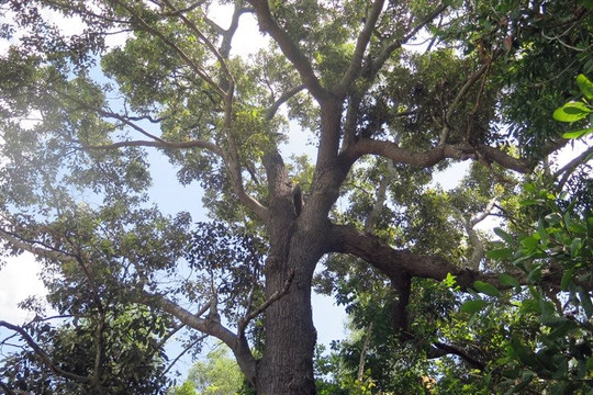 Cấp thiết bảo tồn cây chai lá cong ở Phú yên