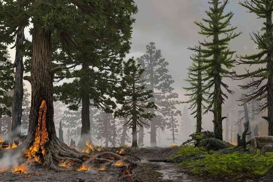 Những hiểm họa khôn lường từ các vụ cháy rừng