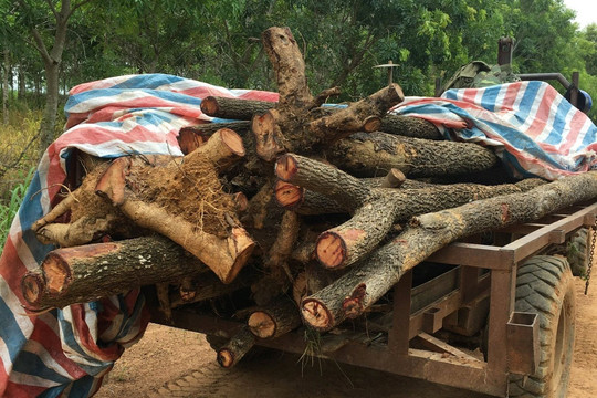 Đắk Lắk: Bắt giữ hai đối tượng vận chuyển gỗ hương từ Vườn quốc gia Yók Đôn 