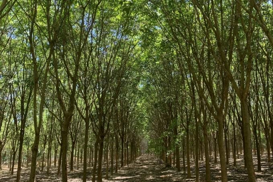 Hiệu quả trong quản lý, nâng cao chất lượng rừng trồng ở Bình Thuận