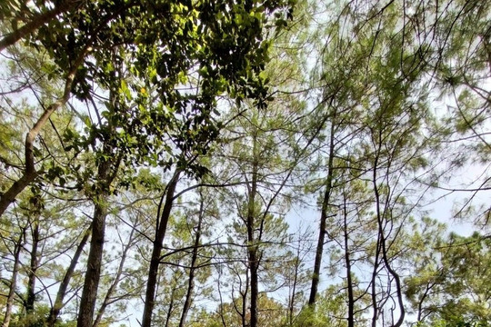 Quảng Nam: Gần 300 cây thông 35 năm tuổi bị đầu độc bằng hóa chất