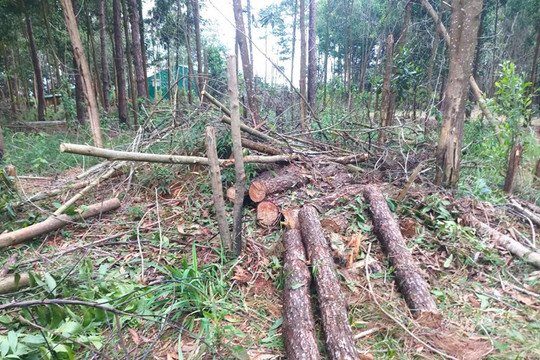 Lâm Đồng: Phát hiện vụ phá rừng, hành hung người tố giác