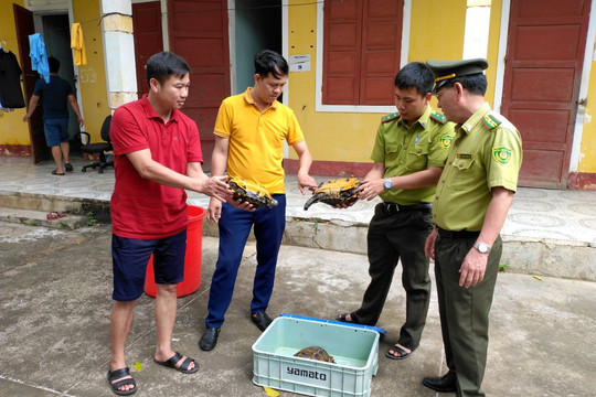 Quảng Bình: Vườn Quốc gia Phong Nha - Kẻ Bàng tiếp nhận 3 cá thể rùa quý hiếm