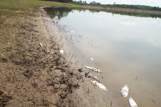 Hà Tĩnh: Cá chết bất thường, dạt khắp bờ ở đập Khe Lang