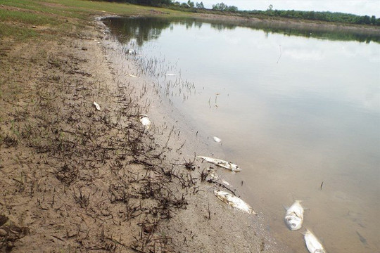 Xác định nguyên nhân cá chết hàng loạt ở hồ Khe Lang, Hà Tĩnh
