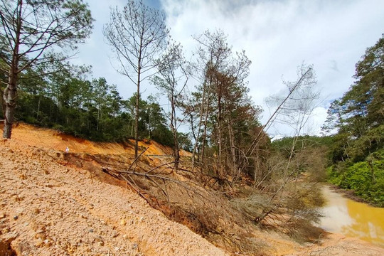 Kon Tum: Làm rõ vụ hàng trăm cây rừng chết bất thường
