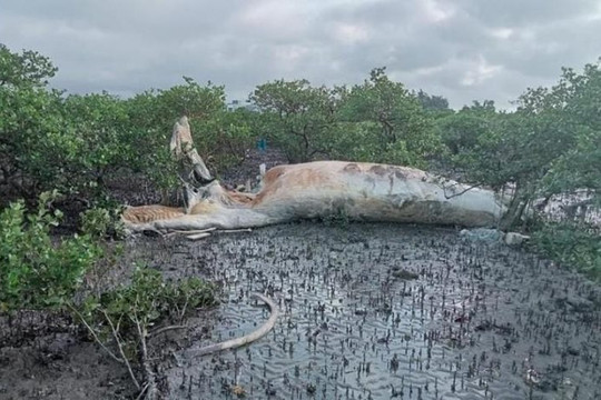 Quảng Ninh: Phát hiện xác cá voi trôi dạt vào rừng ngập mặn ở xã đảo Quan Lạn