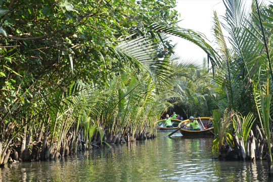 Trồng ít nhất 100.000 cây dừa tại các đảo, tỉnh thành ven biển gia đoạn 2021 - 2025
