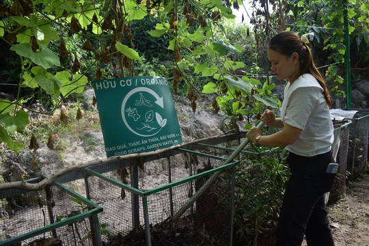 Quảng Nam: Sản xuất nước rửa chén từ rác thải hữu cơ