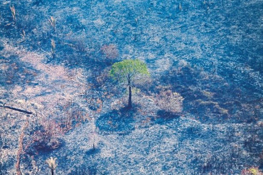 Brazil mất khoảng 42.000 km2 thảm thực vật trong ba năm