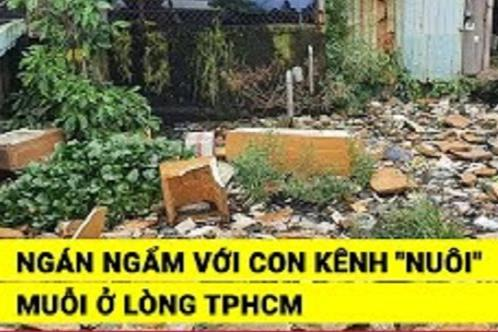 [VIDEO] Ngán ngẩm với con kênh "nuôi" muỗi ở lòng TP. Hồ Chí Minh
