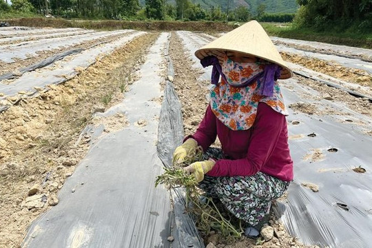 Quảng Ngãi: Sản xuất nông nghiệp gặp khó do nắng nóng kéo dài