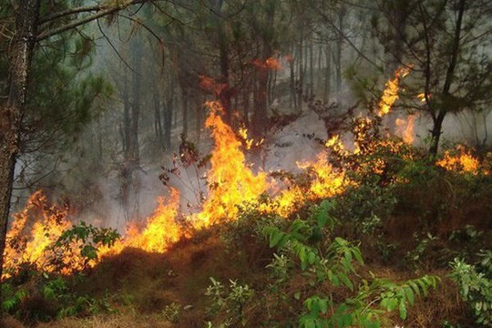 Nghệ An: Cảnh báo cấp cháy rừng cấp nguy hiểm đến cấp cực kỳ nguy hiểm