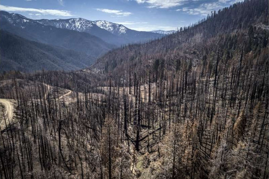 Hoa Kỳ: Biến đổi khí hậu gây hại rừng – Cần đưa ra phương án “giải cứu”