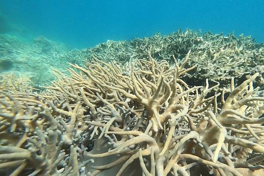 Ý thức của cộng đồng là yếu tố tiên quyết bảo vệ rạn san hô 