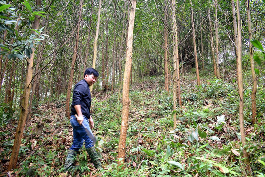 Bắc Kạn: Huyện Ngân Sơn tăng cường công tác bảo vệ rừng