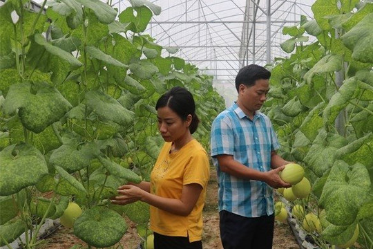 Thanh Hoá: Xã Xuân Hoà phát triển kinh tế nông thôn bền vững