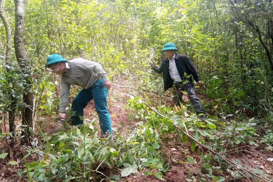Lâm Đồng: Thực hiện hiệu quả công tác quản lý, bảo vệ rừng